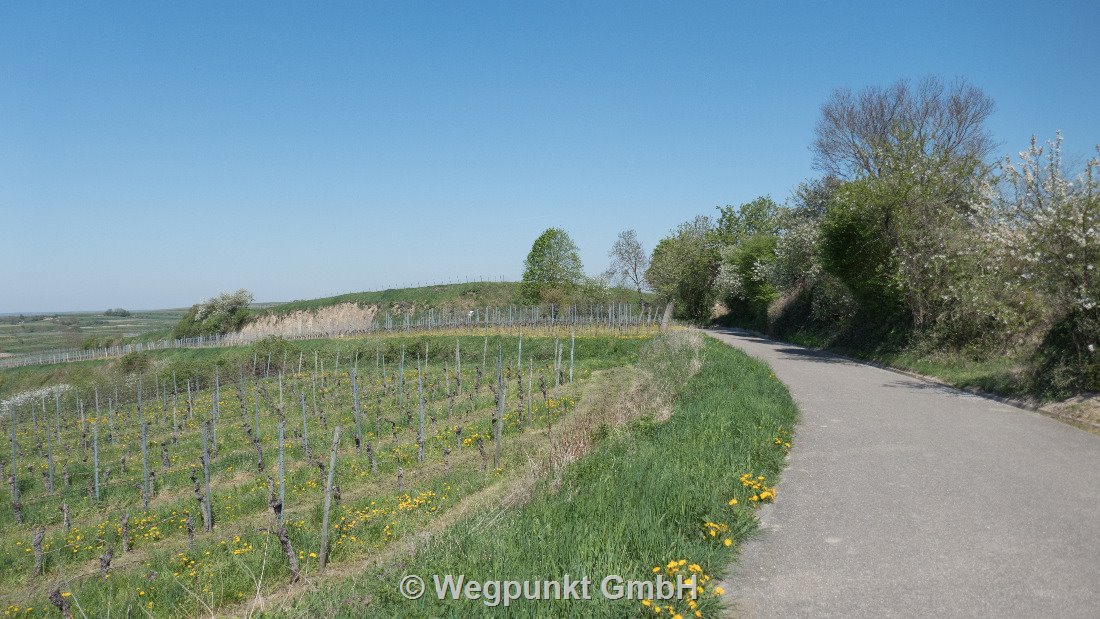 Die Kaiserstühler Weine passen perfekt zum frischen Badischen Spargel